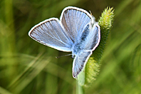 Polymmatus icarus